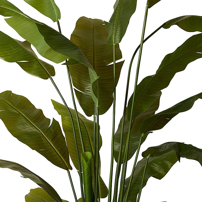 BANANA Leaf 6 BANANA Leaf