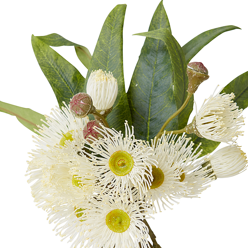 EUCALYPTUS FLOWERING Vase 7 EUCALYPTUS FLOWERING Vase