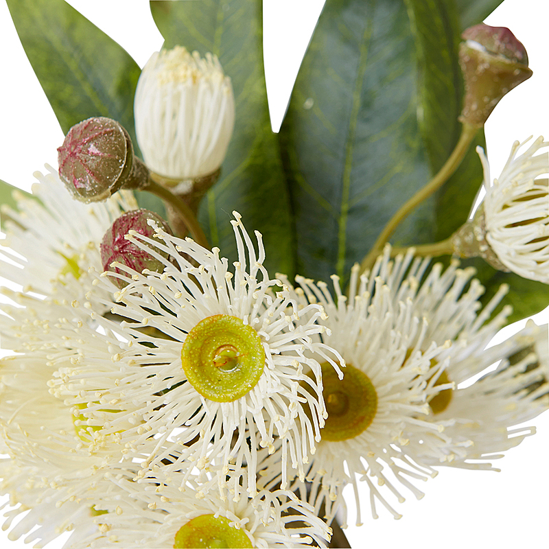 EUCALYPTUS FLOWERING Vase 8 EUCALYPTUS FLOWERING Vase