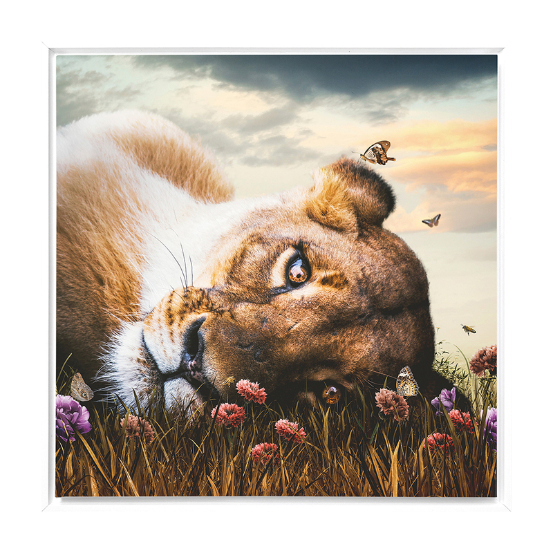 LIONESS II Framed Canvas 4 LIONESS II Framed Canvas